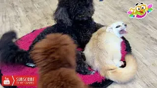 The fox came to complain to the dog Africa that the puppy Yukki was bothering her.