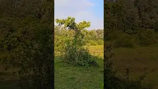 7acre plain agriculture land. ☎️6360330128🌍superb location. with pond. good road approch. 😊🫡🫡