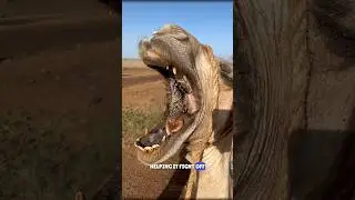 Why Feed Snake To Camel? #science #sciencefacts