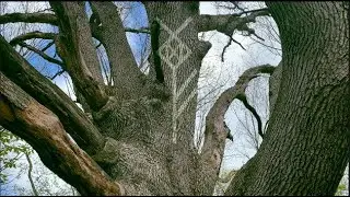 Skogarmaor - Fossegrim