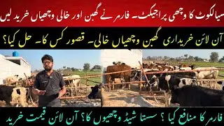 Online crossbred heifers rate II Heifer project and feasibility 2025 II Dr. Muzzammil Hassan
