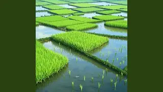 Green Rice Fields
