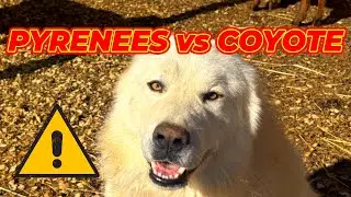Great Pyrenees vs Coyotes - What Actually Happens