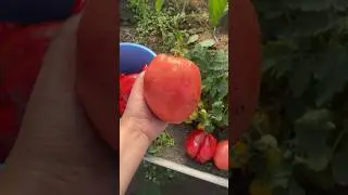 Урожай 2025 в следующем видео вес томата🥰 #лето25 #урожай2025  #томаты #гигант
