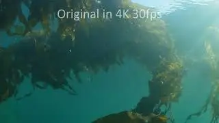 giant kelp, Macrocystis integrifolia, stock footage, 4k