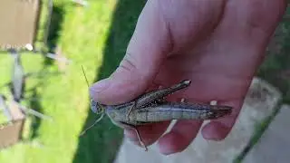 gray bird grasshopper