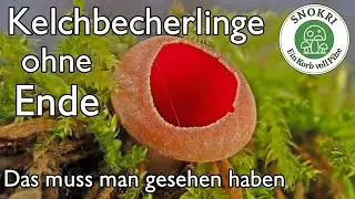 Kelchbecherlinge ohne Ende - DAS muss ich euch zeigen