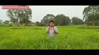 Best fodder to increase milk production in dairy farming with less cost.