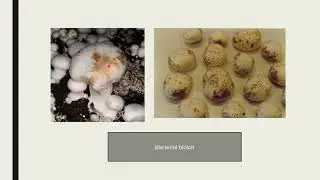 Diseases of cultivated mushroom