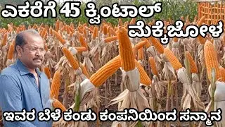 ಎಕರೆಗೆ 45 ಕ್ವಿಂಟಾಲ್ ಮೆಕ್ಕೆಜೋಳ /ಮೆಕ್ಕೆಜೋಳ ಬೆಳೆಯ ಸಂಪೂರ್ಣ ಮಾಹಿತಿ / ಒಂದು ಗಿಡದಲ್ಲಿ 2-3 ತೆನೆಗಳು /mekkejola