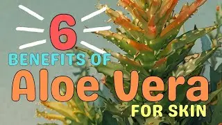 6 Benefits of Aloe Vera for Skin #healthy #health #nutritiontip #wellness #skincare #aloevera #cream
