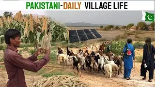 Pakistani Hindu Village Life | Real Life in Rural Sindh