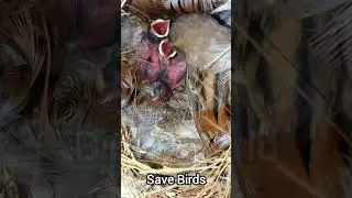 insight nest