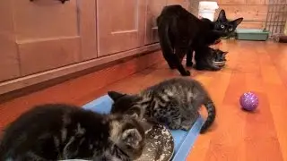 Kami & Her Kittens Share A Meal