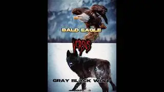 Bald eagle vs Grey wolf #shorts #eagle #wolf #1v1 #edit