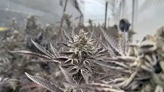 Colombia set to begin selling cannabis flower in pharmacies