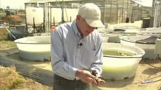 Researcher Engineers Protein-Rich Algae as Meat, Soy Substitute