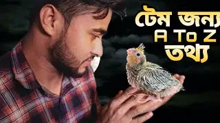 ককাটেল পোষ মানানোর জন্য নিলে আগে ভিডিও টি দেখুন || Tame Baby Care 🔥 Birds Help Care