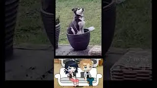 MLB react to random funny animals tiktok |MLB REACTION| Doria Gacha #gachalife #mlb #mlbreactto