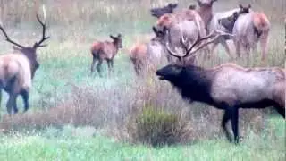 Bull Elk Fight October 2012
