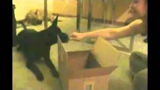 101 things to do with a box