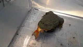 Pixie frog - Feeding Java part #2