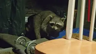 Raccoon eating some cat food (he loves it) 🦝