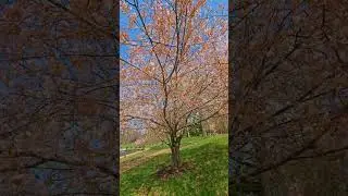 #cherryblossomseason #springtime #whitecherry..🌸🌸
