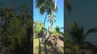devil's island 🏝 www.topbananaantiques.com