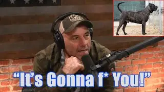 Joe Rogan Reacts to SoCalPresa Presa Canario - JRE Podcast - 