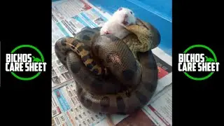 Anaconda comiendo rata/ Anaconda eating rat (Eunectes murinus)