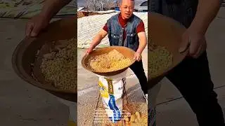 Effective Grain Separation: A Demonstration of Traditional Farming Practices