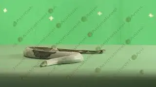 Snake crawling green screen video-9. Green screen animals stock footage.