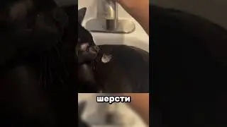 Мокрые котики