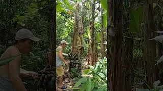 Satisfying harvest banana. #fruit #satisfying #farmlife #nature #harvest #banana #farming #shorts