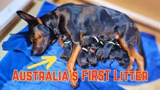 2024 - Australia's FIRST litter of Laizhou Hong ( Chinese Red Dog ) puppies