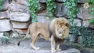 Majestic rare katanga/barbary lion hybrid