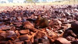 Hungry Dunnart