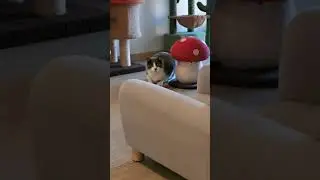 Chats en vacances - La vid&eacute;o du jour : 03/02/2026