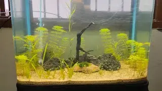 {தமிழ்} Natural Planted Aquarium 2 (Dirted Tank) Complete Guide Video 