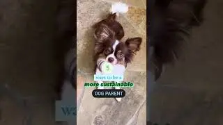 Being a More Sustainable Dog Parent