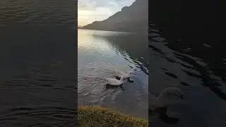 Beautiful Ducks Swimming in Lake