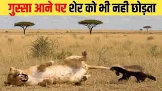 हनी बैजर के सबसे खतरनाक हमले | honey Badger vs snake | honay Badger vs Lion