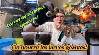 Entretien des larves🐛 g&eacute;antes de SCARAB&Eacute;ES🪲, C&Eacute;TOINES et DYNASTES🐞dans un live EXPLOSIF💥!