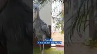 SHOEBILL | A BIRD SOUNDS LIKE AK 47 | natureXploration #shorts #animalsounds #shoebill