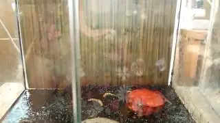 Dyscophus antongilii лягушка помидор