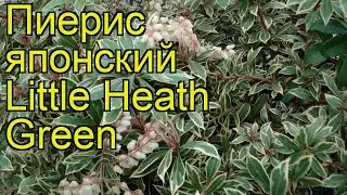 Пиерис японский Литл Хеф Грин. Краткий обзор, описание pieris japonica Little Heath Green