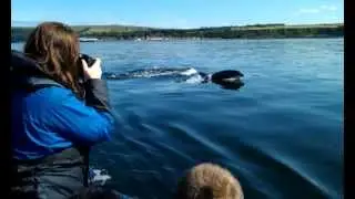 Dolphins off Cromarty - EcoVentures