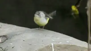 A Grey Wagtail in the IIT Delhi campus! 