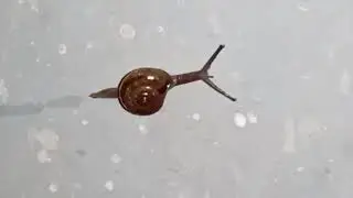 Button snail moving